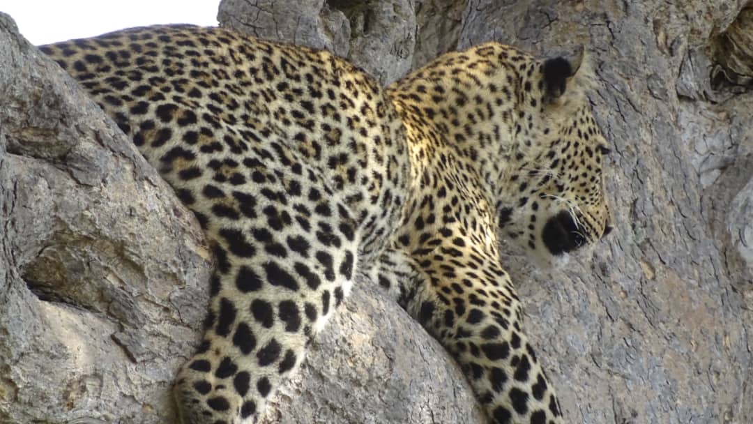 SlideShow Image number: 6 Travel Tips - Is Kenya or Tanzania Safari Better? Here’s Why Tanzania Takes the Crown