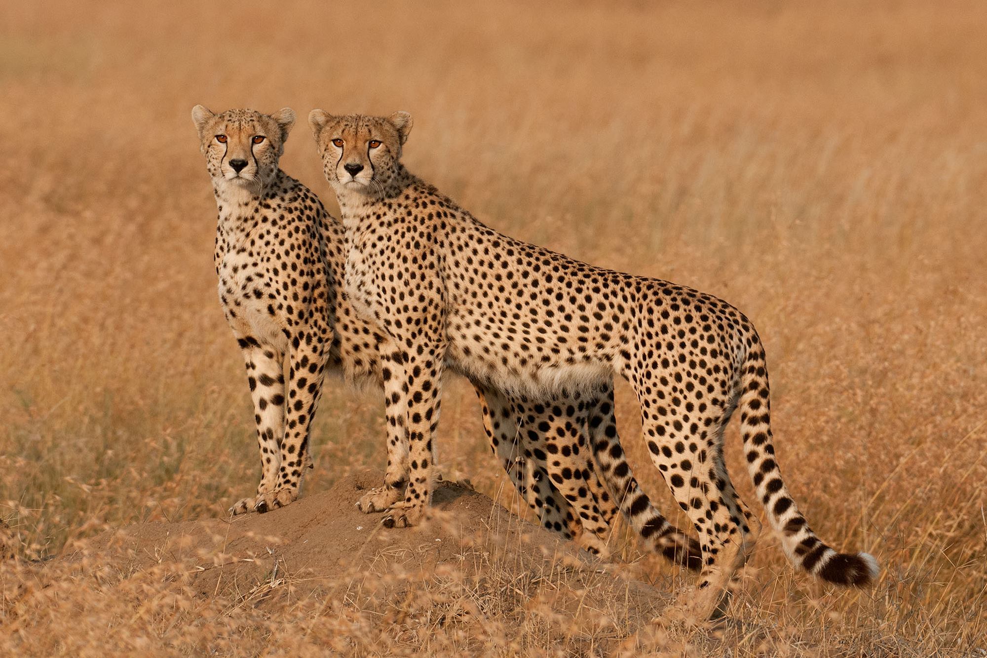 Image Slider No: 3  6 Days Affordable Adventure Serengeti Safari
