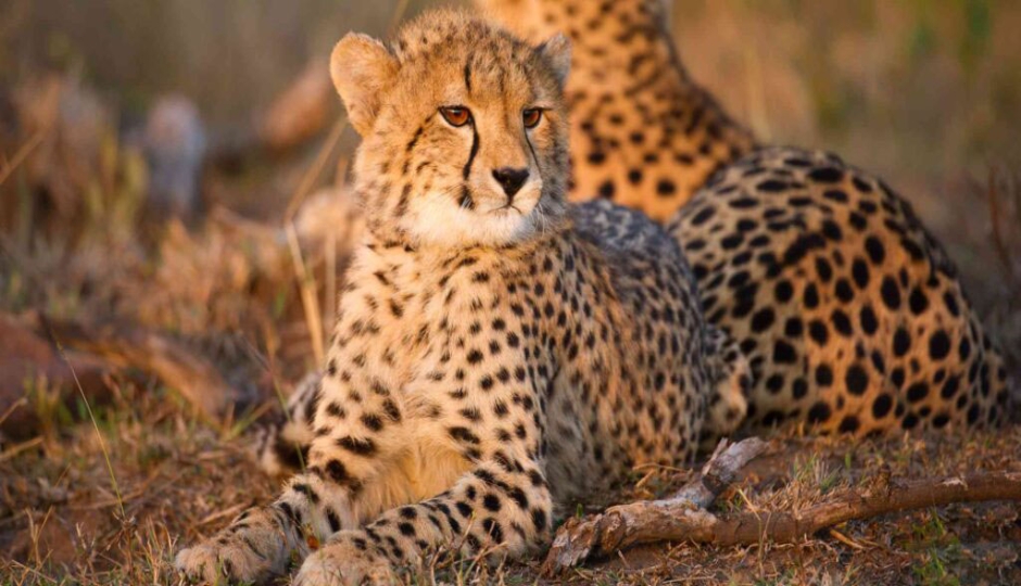 SlideShow Image number: 7 Tanzania Safari - Is It Worth Going on a 1-Day Tanzania Safari?