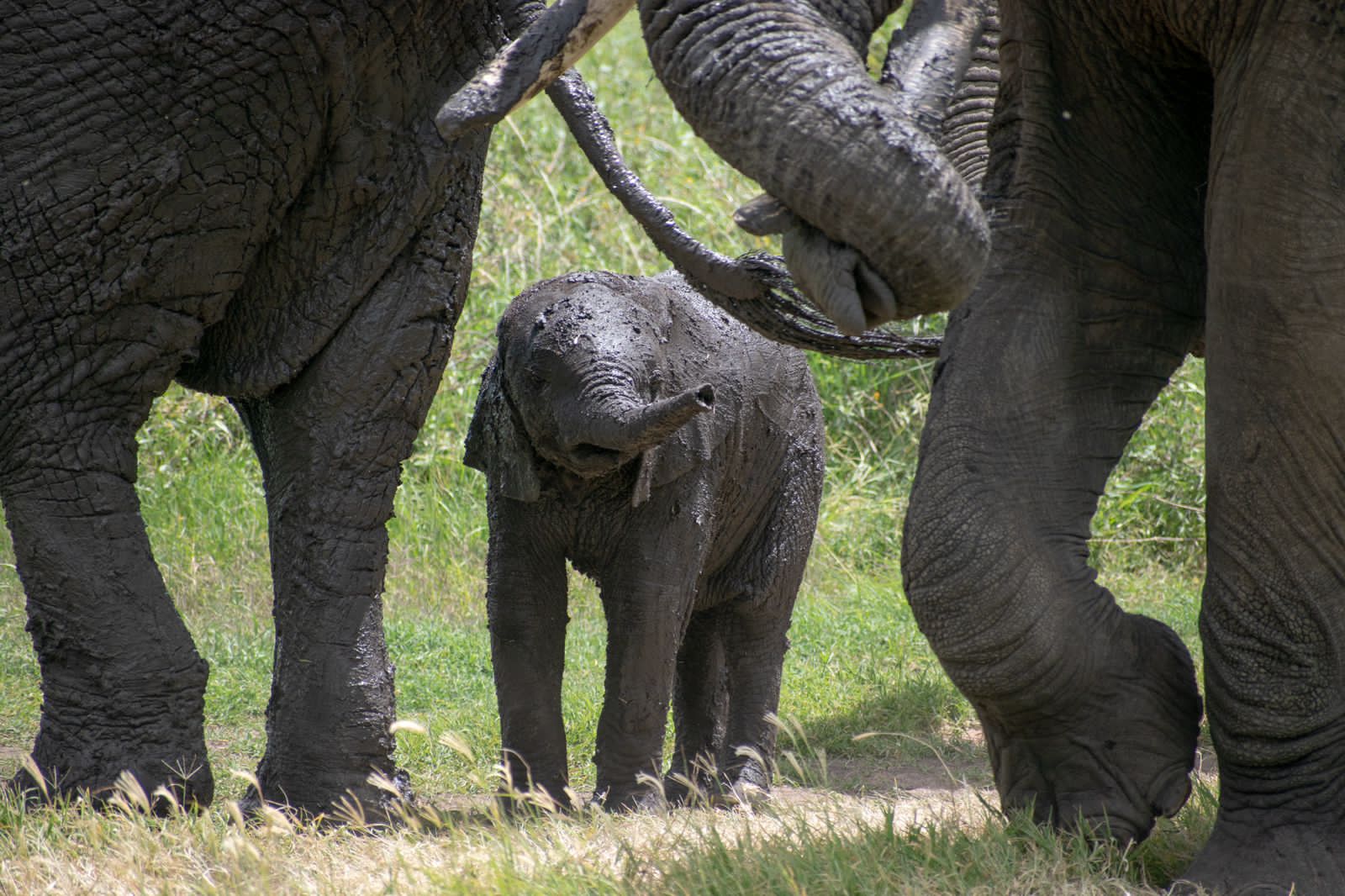 Image Slider No: 5 5-Day Luxury Fly-In Tanzania Safari – Serengeti & Ngorongoro Crater