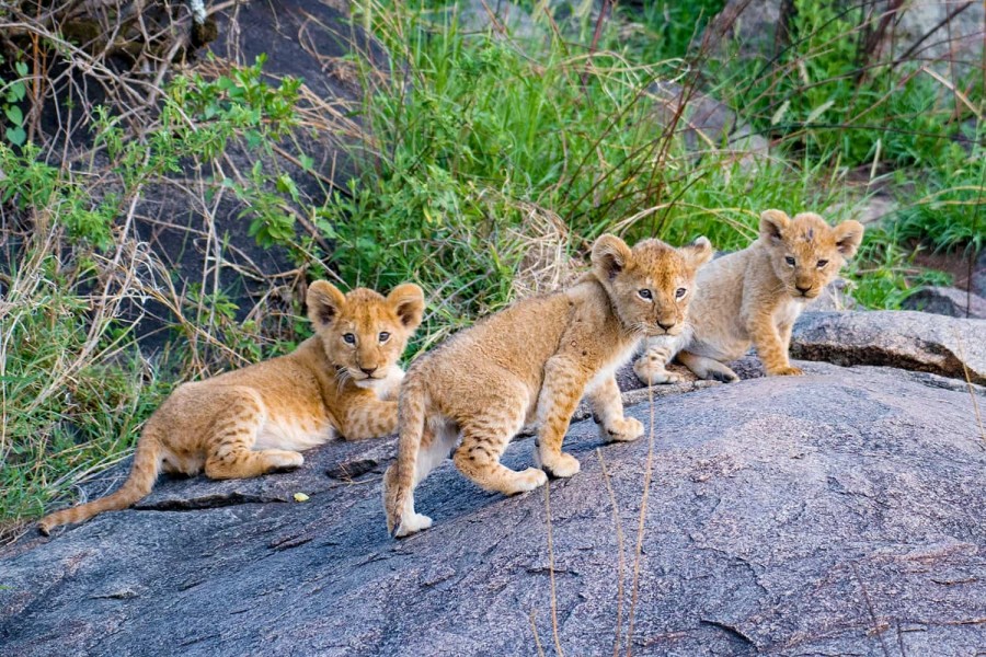 Image Slider No: 3 5-Day Luxury Fly-In Tanzania Safari – Serengeti & Ngorongoro Crater