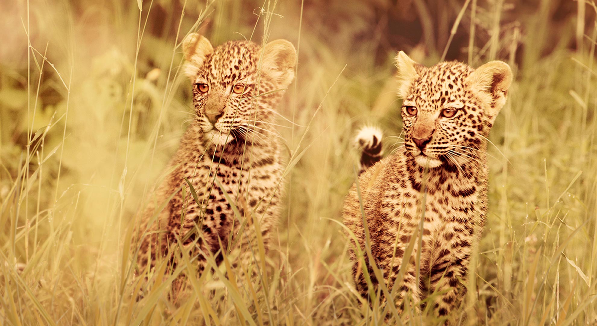 Image Slider No: 2 Embark on a Thrilling Big Five Safari in Tanzania with Lindo Travel & Tours