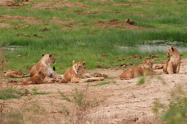 Image Slider No: 2 4-Day Luxury Tanzania Safari – Tarangire & Ngorongoro Crater
