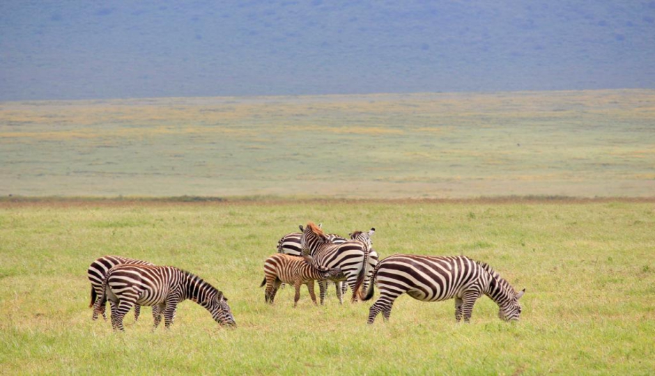 SlideShow Image number: 5 Tanzania Safari - Is It Worth Going on a 1-Day Tanzania Safari?
