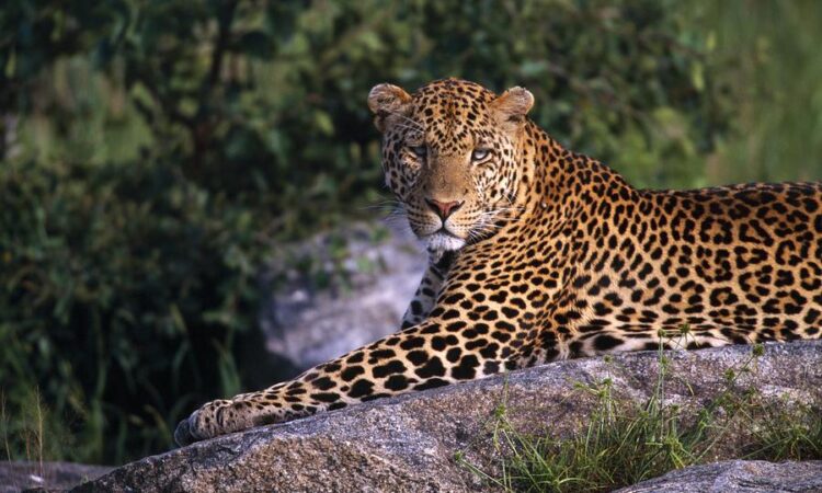 SlideShow Image number: 5 Tanzania Safari - Luxury Tanzania Safari: What to Expect on an Exclusive African Adventure