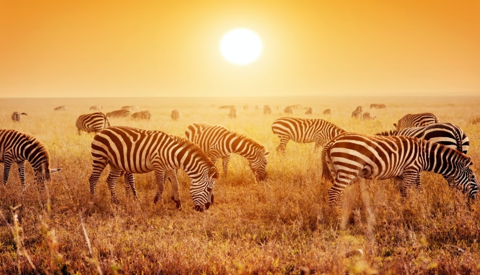 SlideShow Image number: 3 Tanzania Safari - Is It Worth Going on a 1-Day Tanzania Safari?