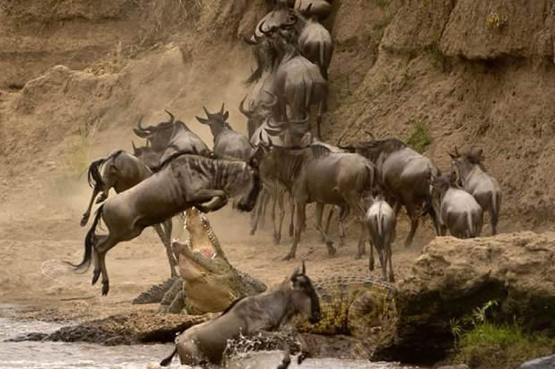 Image Slider No: 5 7 Days Serengeti Wildebeest Migration Safari