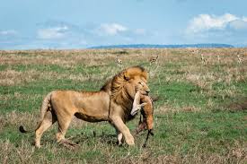 Image Slider No: 5 5-Day Luxury Fly-In Tanzania Safari – Serengeti & Ngorongoro Crater