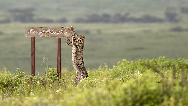 Image Slider No: 1 5-Day Luxury Fly-In Tanzania Safari – Serengeti & Ngorongoro Crater