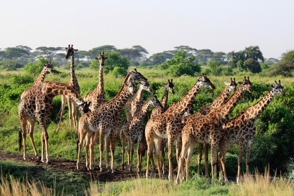 Image Slider No: 3 5 Days Budget Safari Tanzania