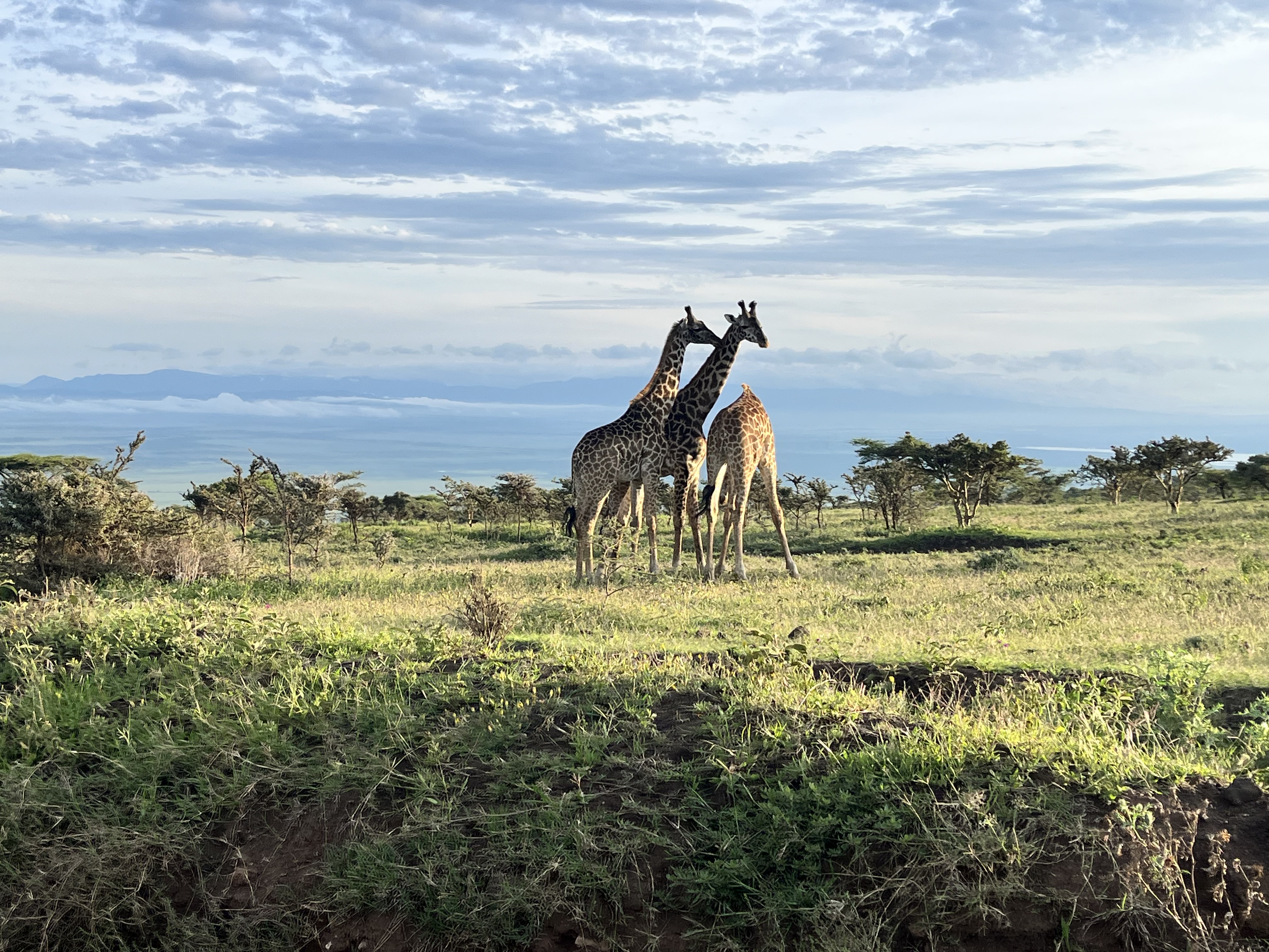 SlideShow Image number: 3 Tanzania Safari - Which Month Is Perfect for Travelling to Tanzania Safari?