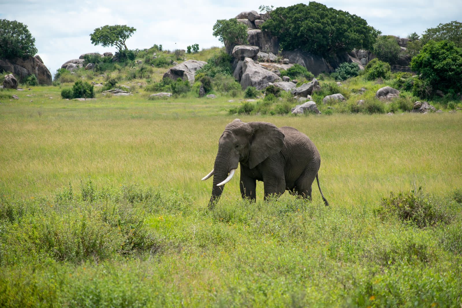 Image Slider No: 6 5-Day Luxury Fly-In Tanzania Safari – Serengeti & Ngorongoro Crater