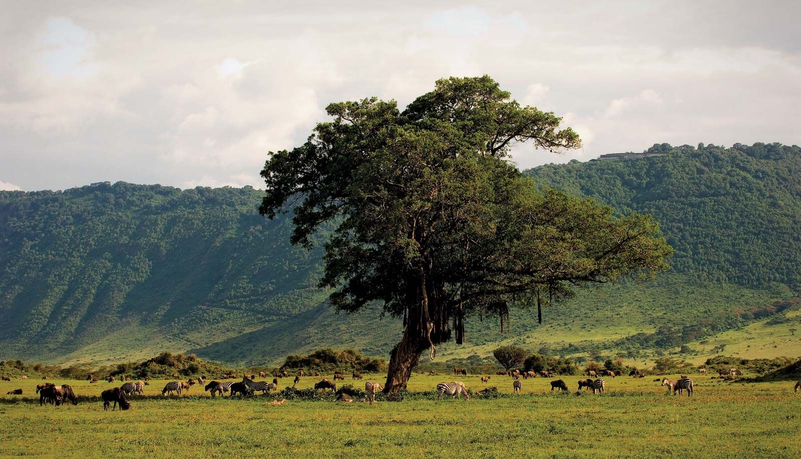 Image Slider No: 4 8 Days Best Tanzania Safari in Arusha