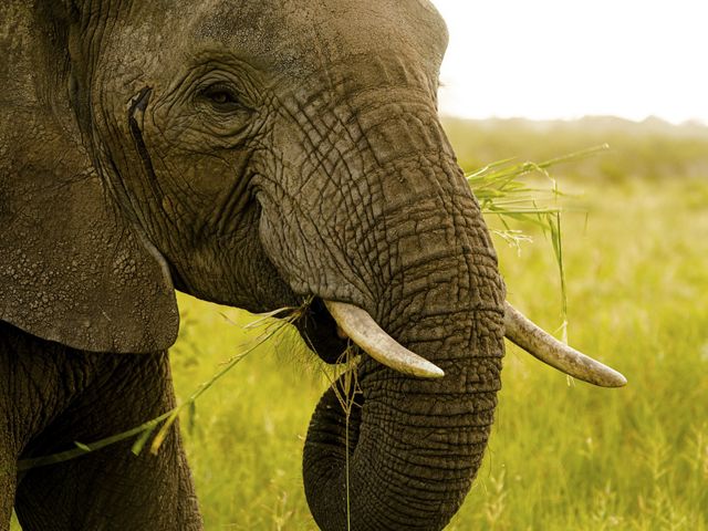 SlideShow Image number: 4 Wild Places - Tarangire vs Lake Manyara vs Ngorongoro Crater – Which Tanzania Safari Park Is Right for You?