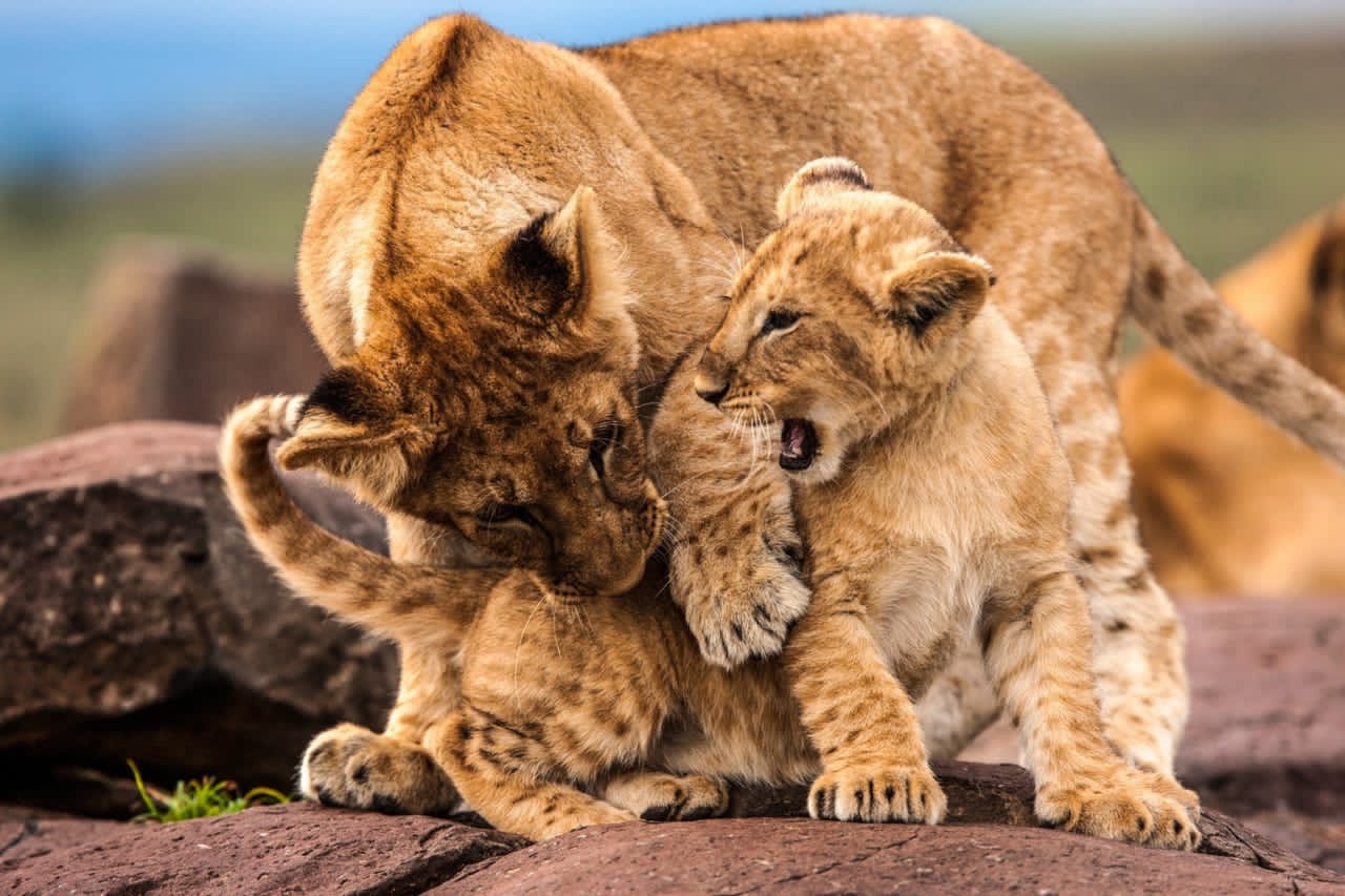 Image Slider No: 9 5-Day Luxury Fly-In Tanzania Safari – Serengeti & Ngorongoro Crater