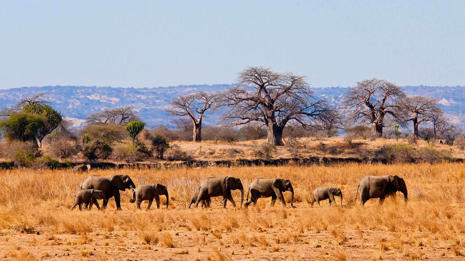 Image Slider No: 5 5-Day Luxury Fly-In Tanzania Safari – Serengeti & Ngorongoro Crater
