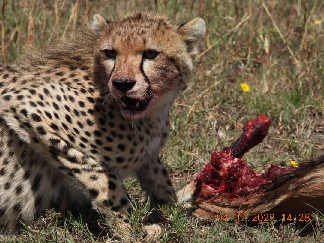 Image Slider No: 8 5-Day Luxury Fly-In Tanzania Safari – Serengeti & Ngorongoro Crater