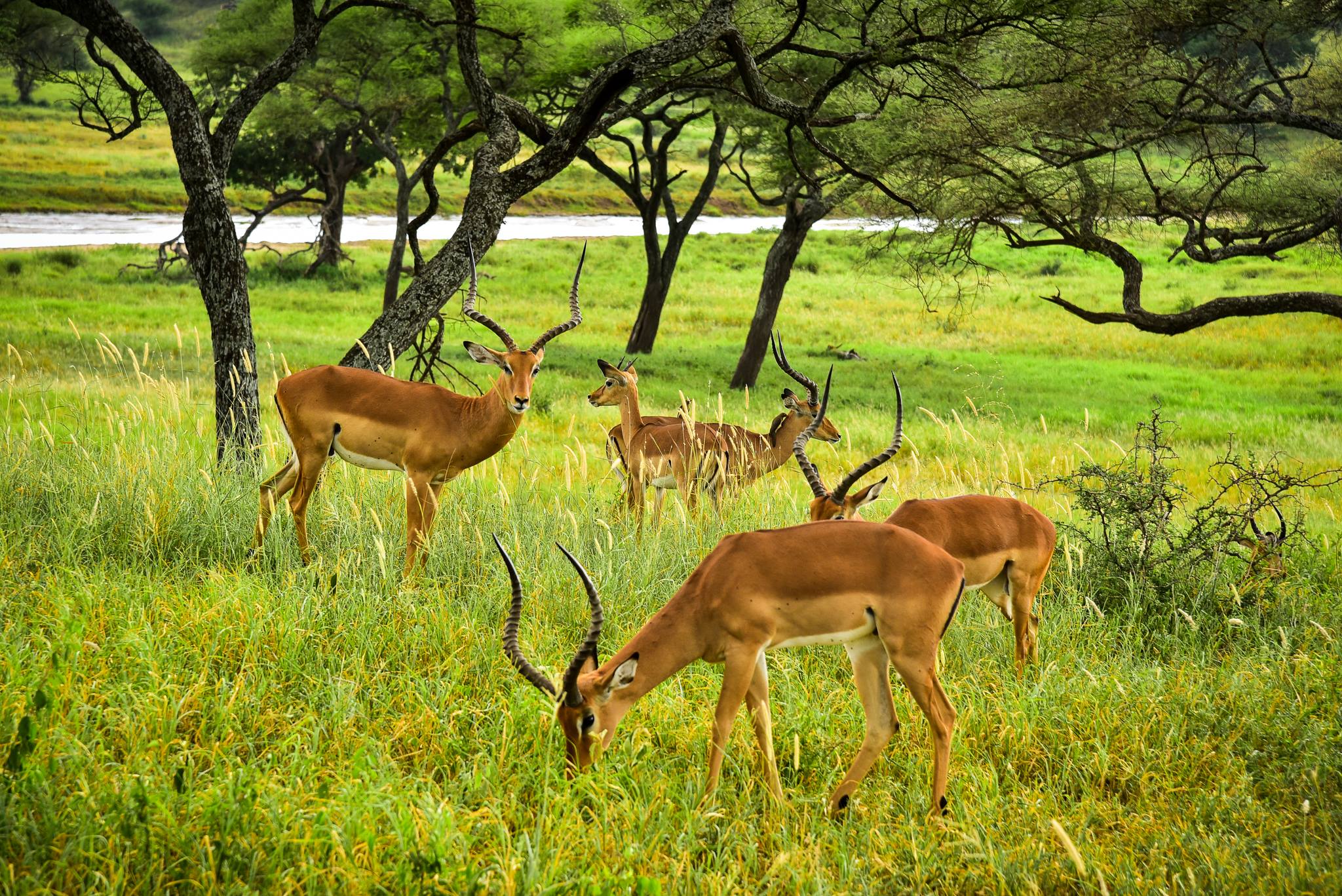 SlideShow Image number: 8 Tanzania Safari - Luxury Tanzania Safari: What to Expect on an Exclusive African Adventure