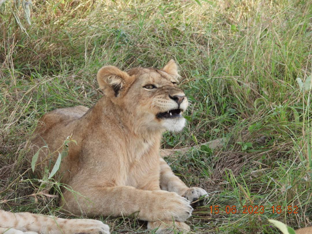 Image Slider No: 7 5-Day Luxury Fly-In Tanzania Safari – Serengeti & Ngorongoro Crater