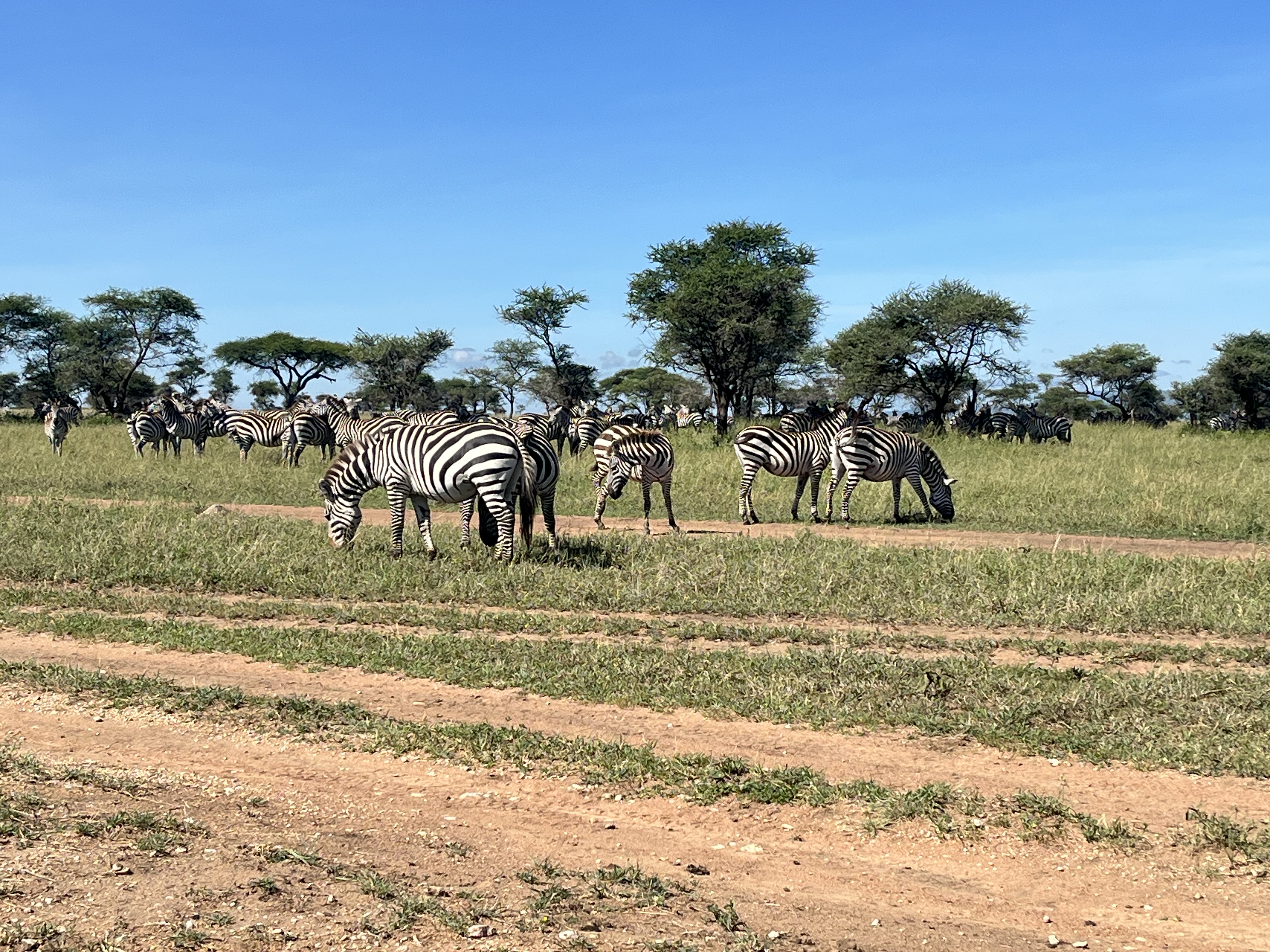 SlideShow Image number: 2 Tanzania Safari - Which Month Is Perfect for Travelling to Tanzania Safari?
