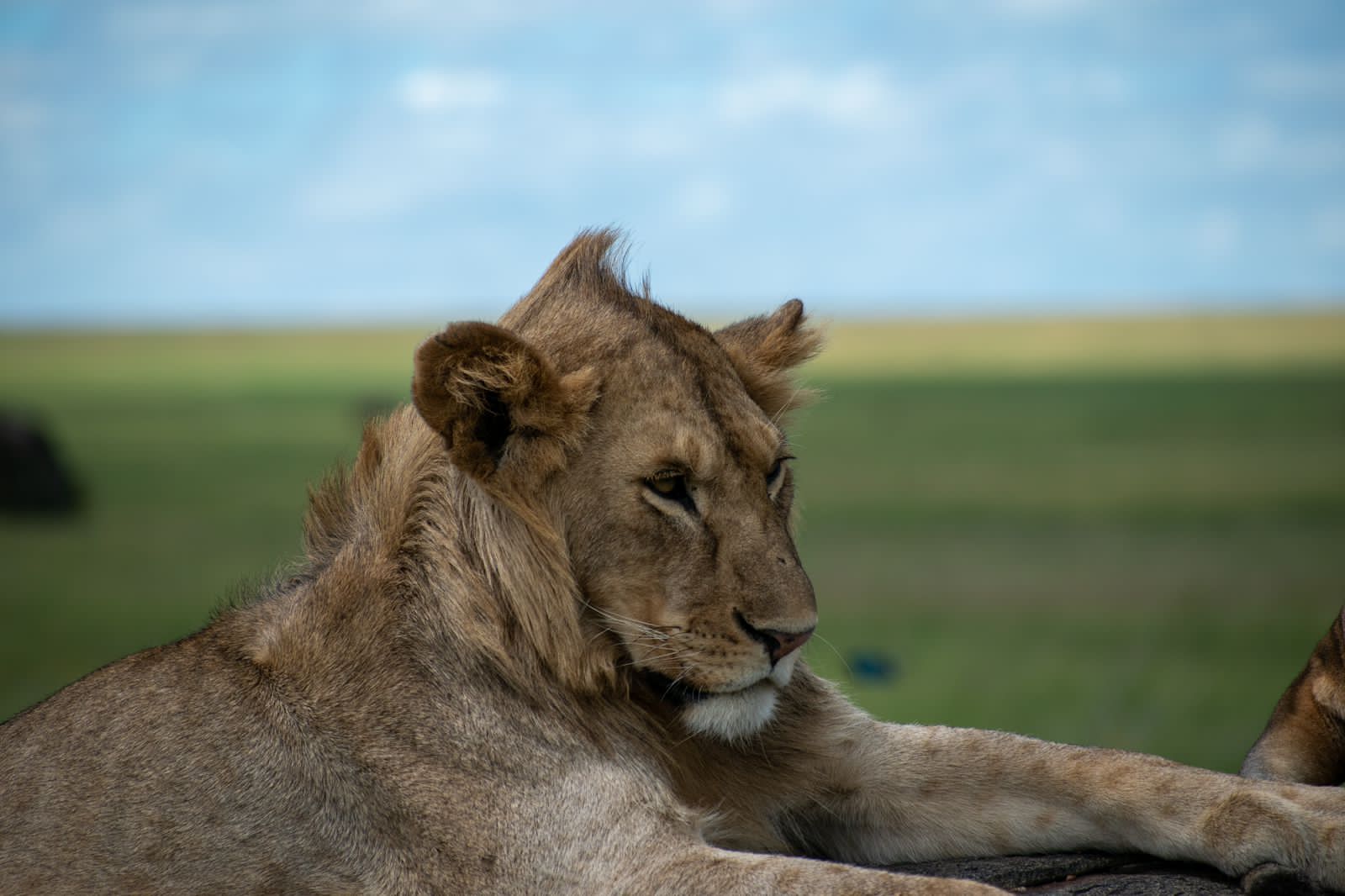 Image Slider No: 4 5-Day Luxury Fly-In Tanzania Safari – Serengeti & Ngorongoro Crater