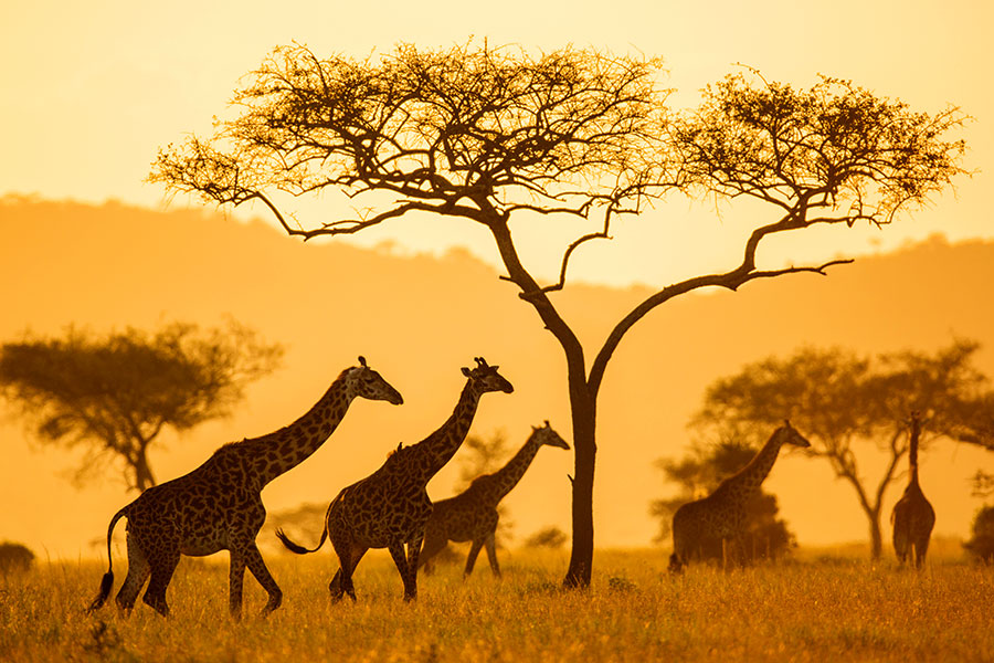 Image Slider No: 5 3 Days Tanzania Safari Adventures