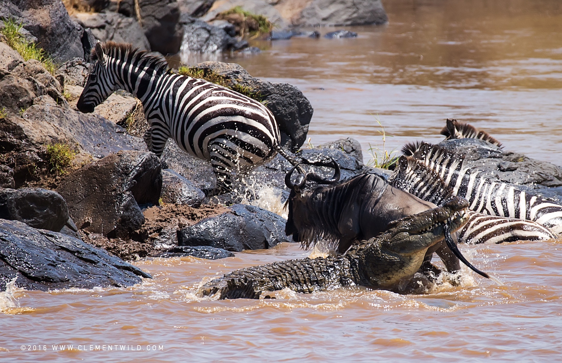 SlideShow Image number: 4 Travel Tips - Joining Safari vs Private Safari in Tanzania – Which Option Is Right for You?