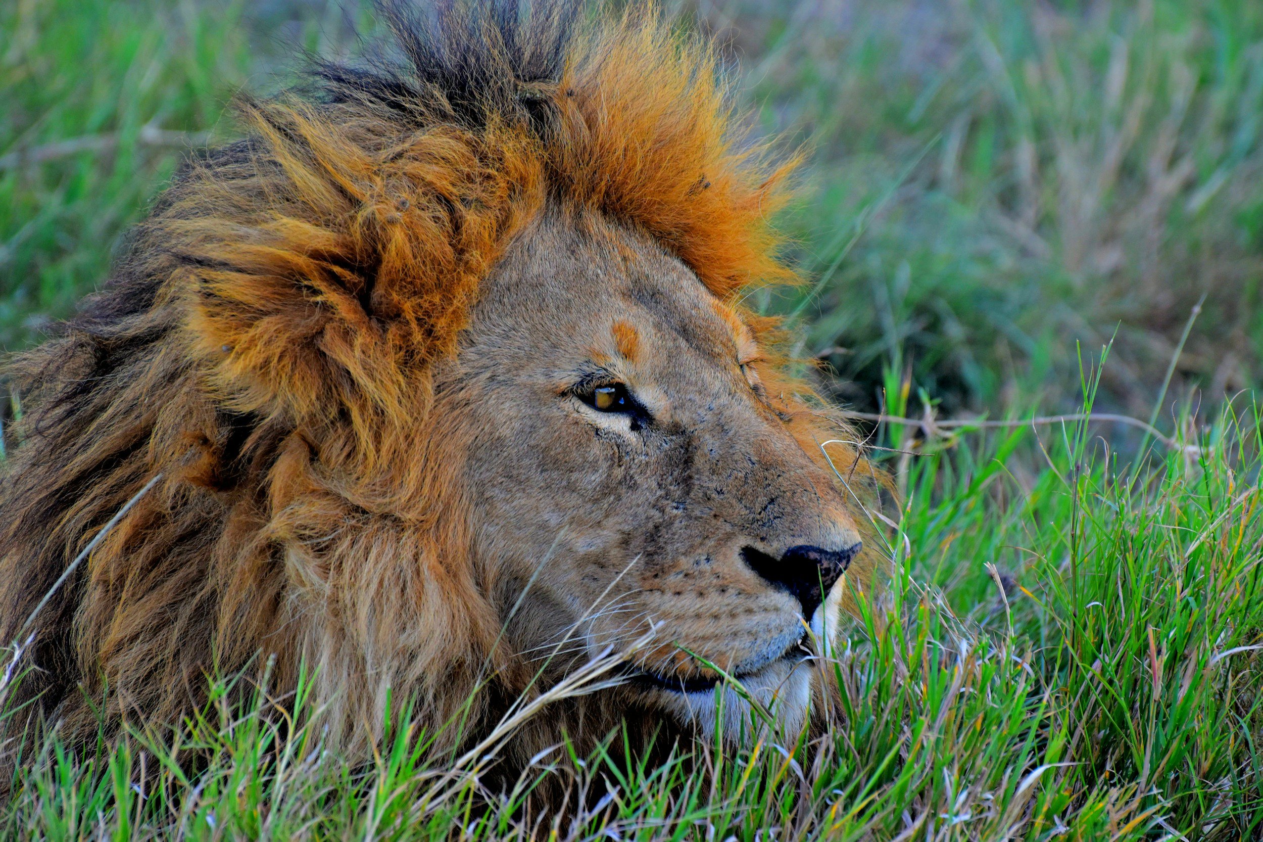 Image Slider No: 2 5-Day Luxury Fly-In Tanzania Safari – Serengeti & Ngorongoro Crater