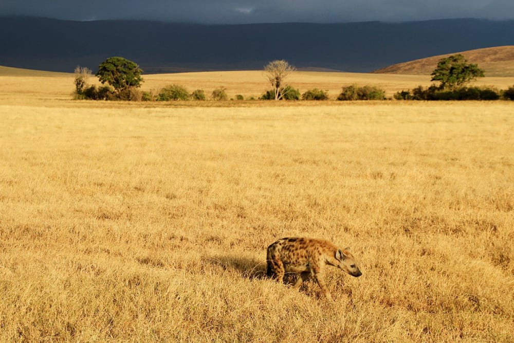 Image Slider No: 2 5 Days Best Tanzania Safari Itinerary