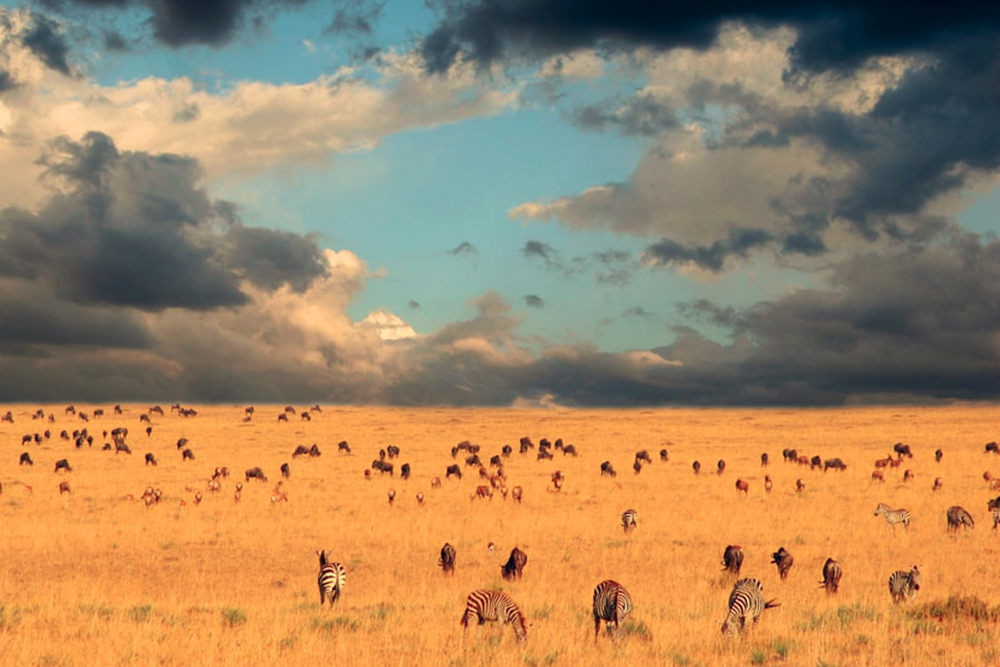 Image Slider No: 4 5 Days Best Tanzania Safari Itinerary