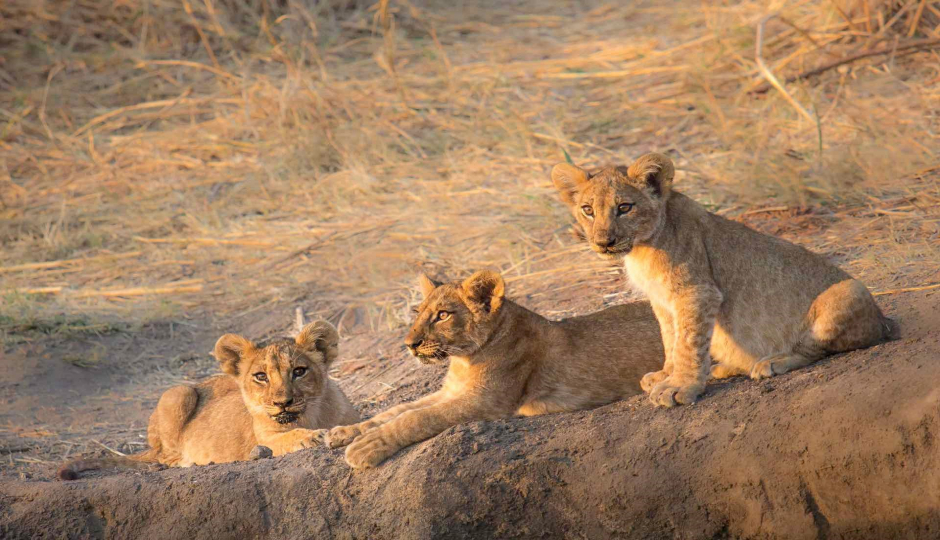  6 Days Affordable Adventure Serengeti Safari