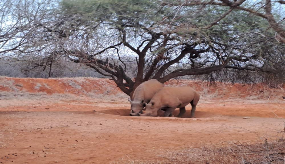 Thumb Nail Image: 2 Exploring Mkomazi National Park's Rhino and Wild Dog Project: A Conservation Success Story