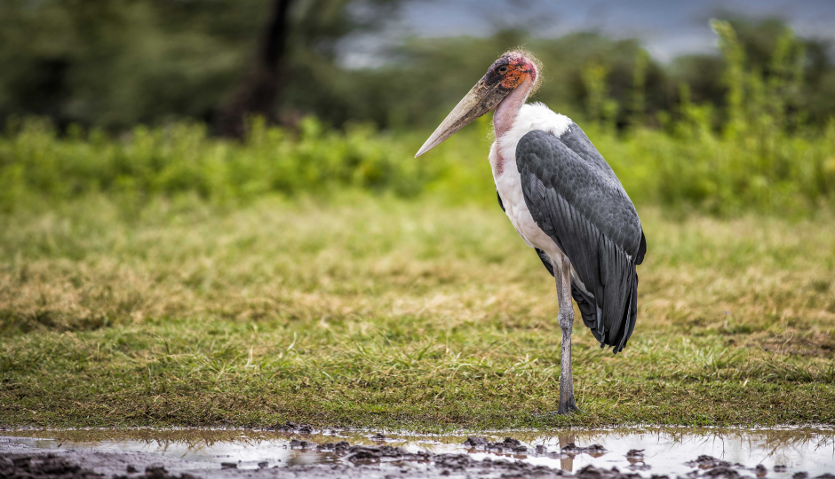 Image How Many Days Are Suitable for a Safari in Tanzania?