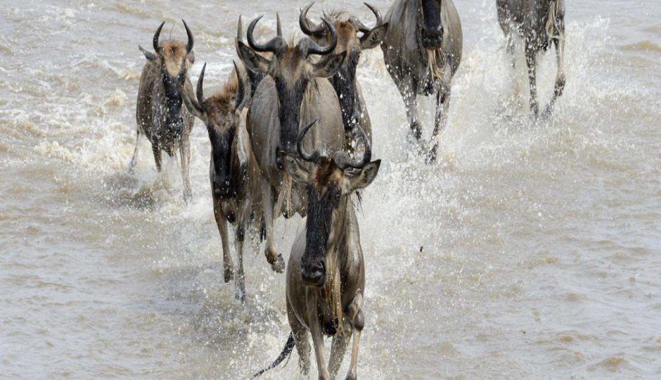 Actual image number 9 for slideshow images, displaying 29 tanzania safari images