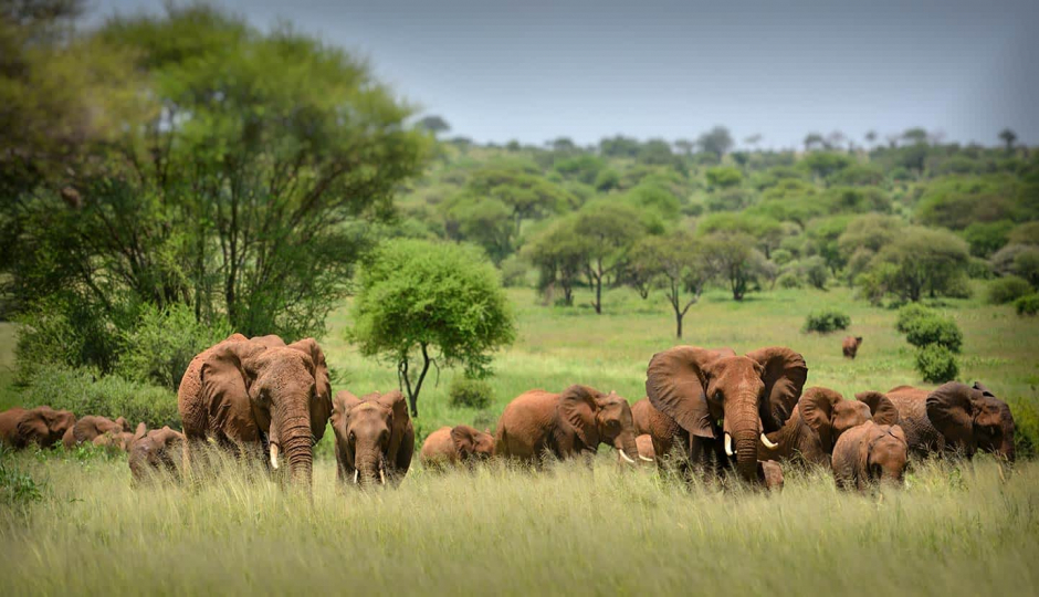 Actual image number 15 for slideshow images, displaying 35 tanzania safari images