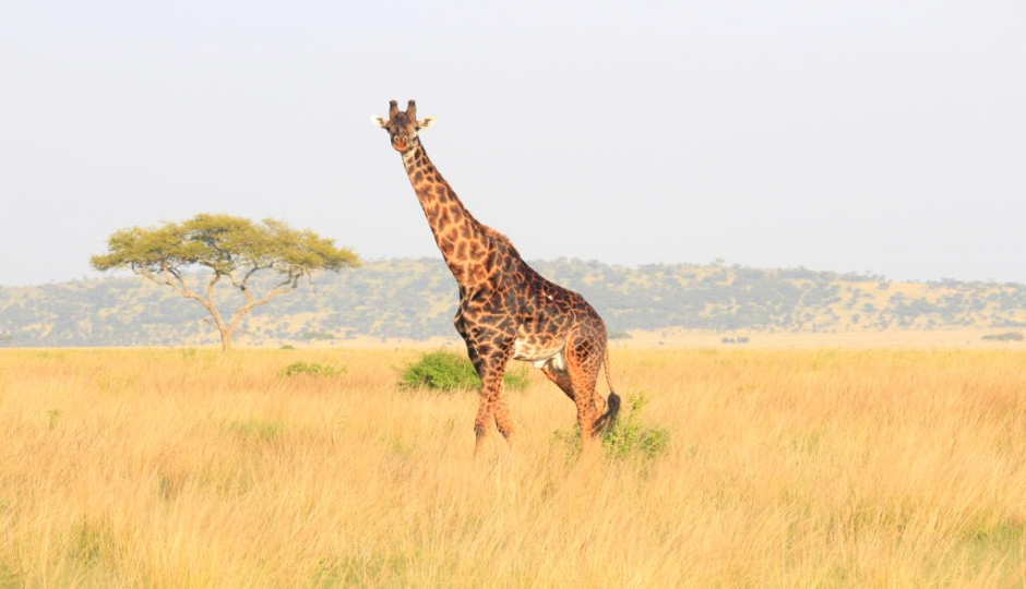 Thumb Nail Image: 6 10 Interesting Facts About Serengeti National Park