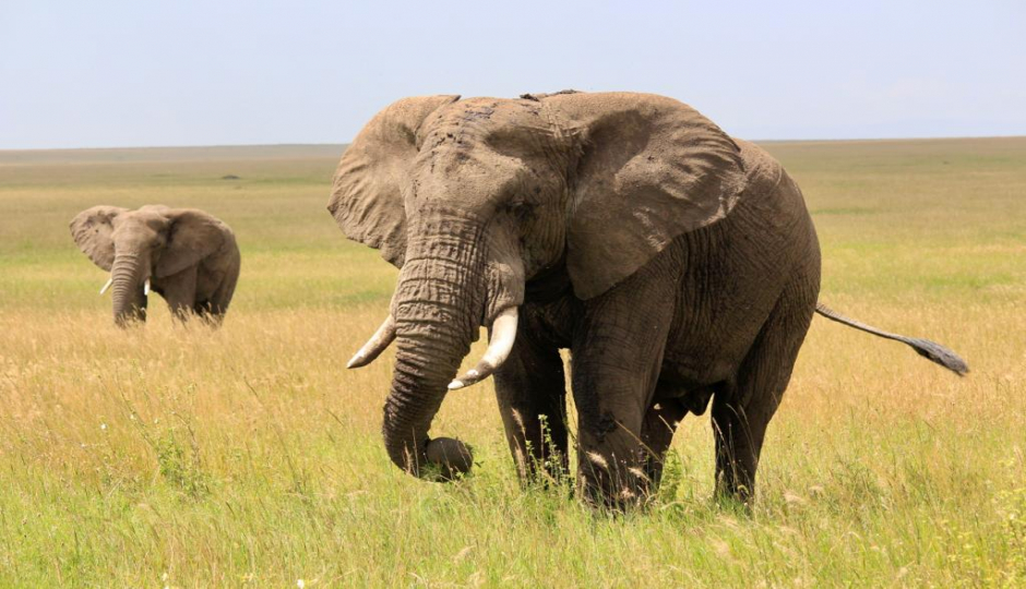 Thumb Nail Image: 1 Serengeti National Park: Where the Wild Roams Free