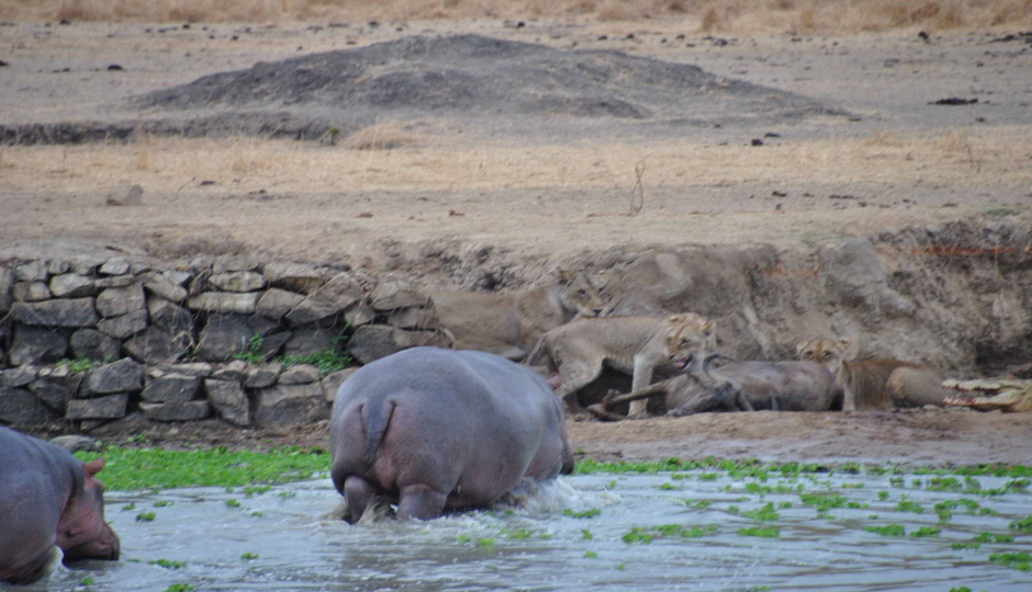 Thumb Nail Image: 3 Roar of the Wild: Embark on an Epic Tanzania Game Drive Experience