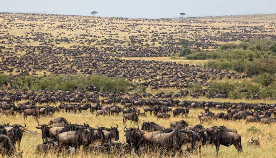 Thumb Nail Image: 2 Tanzania Budget Camping Safaris: Embarking on an Affordable African Adventure