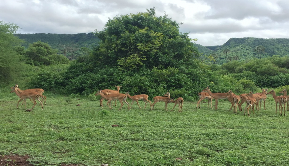 Thumb Nail Image: 5 Discover Moshi - A Gateway to Adventure at the Foot of Kilimanjaro