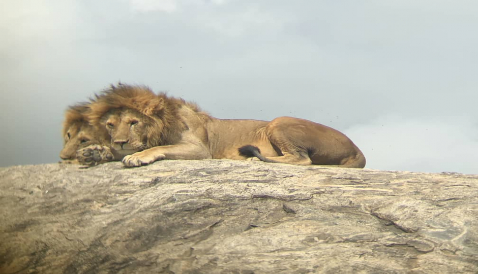 Thumb Nail Image: 2 Capturing the Wonders: Unveiling the Best Luxury Tanzania Safari Packages for Photography Enthusiasts in Serengeti National Park