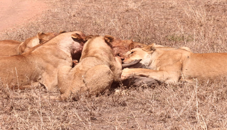 Thumb Nail Image: 1 Tanzania Safari - A Journey Through Wilderness