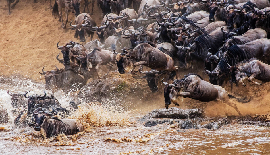 Image Post for Witnessing the Spectacle: The Best Time to See the Great Wildebeest Migration in Tanzania