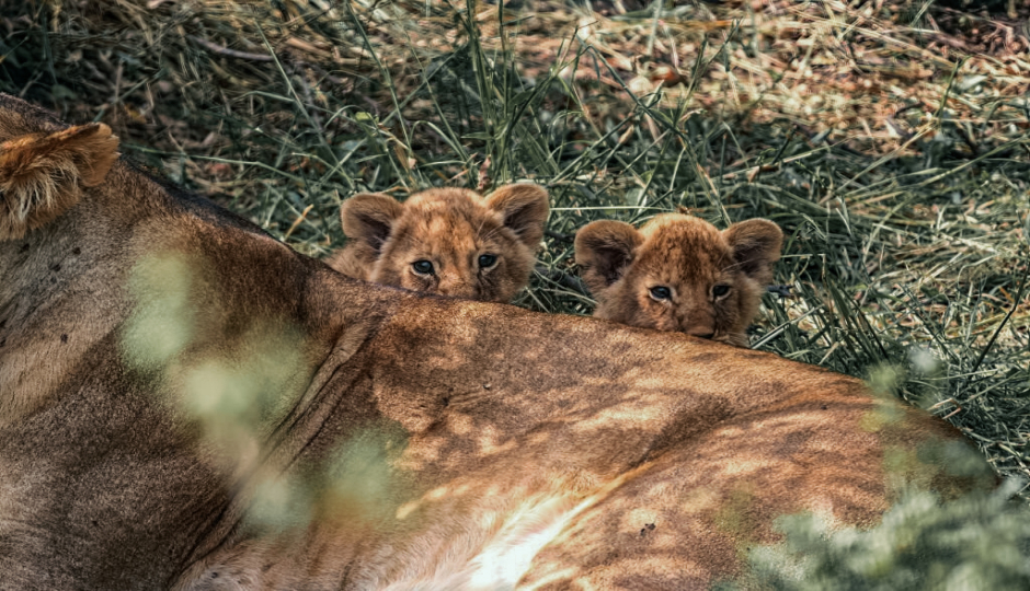 Thumb Image No: 2 3 Days Tanzania Safari Adventures