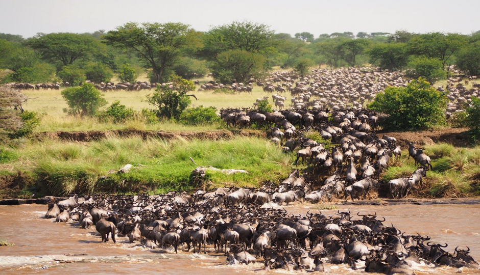 Thumb Nail Image: 3 The Great Wildebeest Migration in the Serengeti 