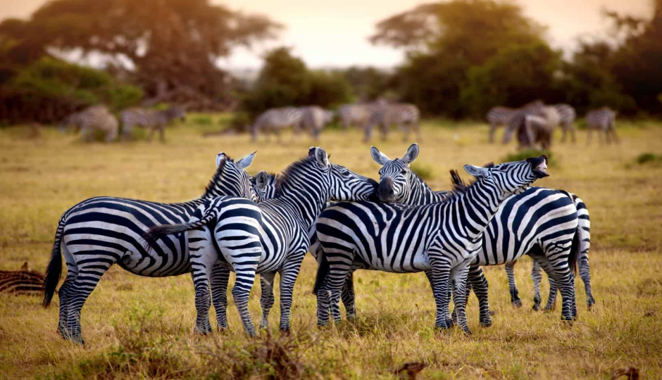 Image Post for Travel Tips for an Unforgettable Tanzania Safari and Beach Holiday