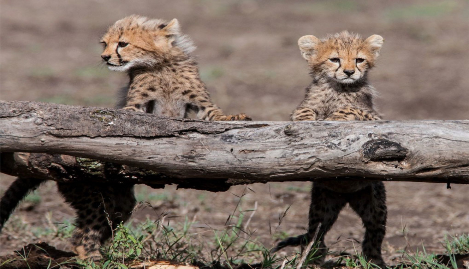 Thumb Nail Image: 4 Exploring the Wild: A Camping Safari in Tanzania