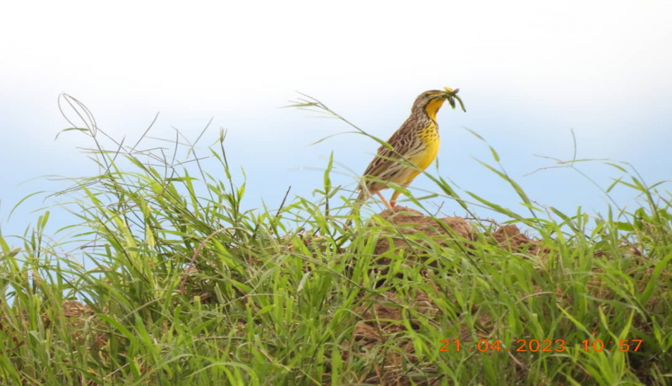 Actual image number 18 for slideshow images, displaying 38 tanzania safari images