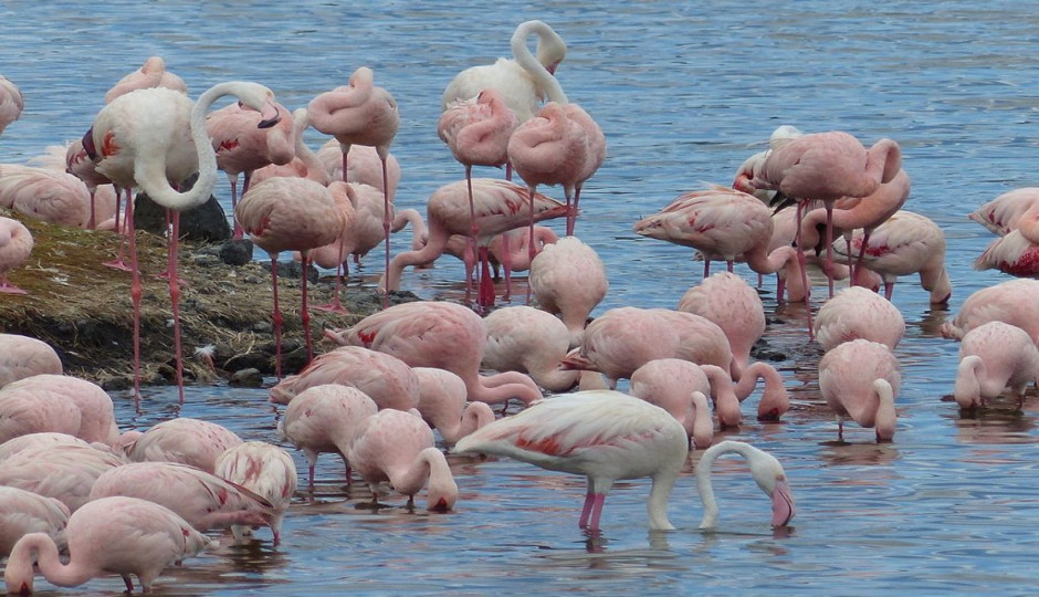 Thumb Nail Image: 4 Exploring the Wonders of Lake Manyara National Park with Lindo Travel & Tours