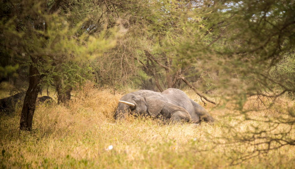 Thumb Nail Image: 1 Exploring the Wonders of Lake Manyara National Park with Lindo Travel & Tours